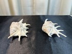 Set Of 2 Lambis Truncata Giant Spider Conch Shells 5-6 In