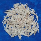 1 2 Pound Of 1-1 2 To 2-1 2  Philippine Turris Sea Shells  Beach Decor Craft