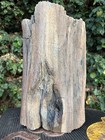       rr        Detailed Woodworthia Log From Northeast Arizona  70 Lb      