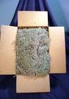 Organic Spanish Moss Florida Live Air Plant Overstuffed 1 Gallon Bag Craft Decor