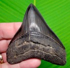 Megalodon Shark Tooth Real Fossil - 3 64      Georgia  Usa - Sharks Teeth Jaw