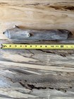 13 25    Maine Beaver Stick