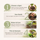 1200 Cilantro Seeds Heirloom Coriander Herb Garden Fresh Easy Grow