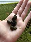 5x Assorted Nerite Snails Easy Aquarium Algae Cleaners Pet Fish Tank