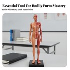 Resin Anatomical Human Muscle Model Robust Split Skin And Muscle Physiology