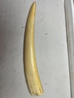 Scrimshaw Walrus Tusk Blank Reproduction Aged 10 Years