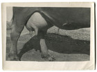 Vintage Photo Cow Udder Close Up Cattle Farming Odd Rare Veterinary Agriculture