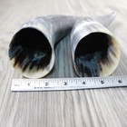 2 Raw Unfinished Cow Horns  2747 Natural Colored