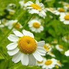 Roman Chamomile Seeds   Heirloom   Non-gmo   Free Shipping   Herb Seeds   1153