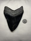 5 1 2 Inch Real Megalodon Shark Tooth Authentic For Christmas