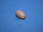 Cypraea  staphylaea  Descripta Linnaeus  1758  tiny Pustules    15 8mm 