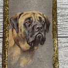 Vintage Bull Mastiff Dog Magnet Player s Cigarette Card 1 5  X 3 75 