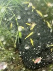      Live 50 10 Yellow Shrimp Freshwater Home Bred Great With Snails