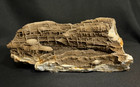 10 Lb Brilliant Petrified   Fossilized  Wood - Druzy Quartz - Termite Egg Sacs
