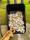 Oyster Shells Lot Of 50  Cleaned 2 5   -4      Great For Crafts Or Weddings Placards