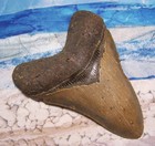 Megalodon Shark Tooth 4 1 4 Sharks Teeth Large Jaw Classic Fossil Real Serrated