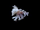 Sea Shell-homalocanthan  Ninae 27-m m  Beautiful Spines