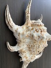 Chiragra Spider Conch Seashell 6   x3 5   