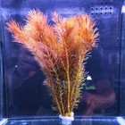 Rotala Wallichii Bundle Stem Freshwater Live Aquarium Plant Planted Tank