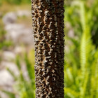 Anadenanthera Peregrina Seeds - Yopo   Cohoba