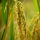 Rice Seeds   Thai   White Jasmine   Taiguo Xiang Mi   Khao Hom Mali   Grain