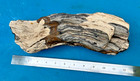 Texas Petrified Wood 13  Multi-color Agatized Large Fossil Branch Brazos County