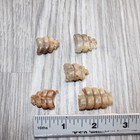 5 Very Small  Rattlesnake Rattles   1565    Taxidermy Diamondback Sidewinder