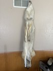 Tanned Xl Western Heavy Coyote Hide  1 With Full Tail And All 4 Feet  furs