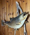 Vtg 28    Real Skin Brown Trout Professional  Fish Taxidermy Mounted On Driftwood
