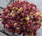 Live Sphagnum Moss Rosy Peach Crisp 3 4 Sandwich Bag  Fresh Cleaned Maine 