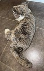 Ty Classic Tabby Cat Brindle Plush Stuffed Animal Realistic 14  O malley 2002