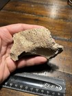 Triceratops Orbital Skull Section Dinosaur Fossil Hell Creek Formation  Mt