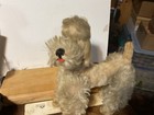 Vintage Steiff Snooby The Poodle With Grey Mohair And  Brown Eyes From 1950