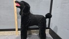 Melissa   Doug Large Standard Poodle Stuffed Animal Plush Toy