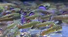     rare Limited -     Purple Fin Hillstream Loach Algae Eater L-size    live Fish
