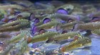     rare Limited      Purple Fin Hillstream Loach Algae Eater Medium-size    live Fish
