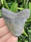 Natural Beautiful 2 28    Megalodon Tooth Fossil Shark Teeth