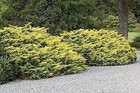 Juniper Saybrook Gold   30 Live 2 Inch Plants   Juniperus Horizontalis   Hardy