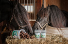 Dimples Horse Treats With Pill Pocket 1 Lb 6 Oz Tub  Free Shipping 