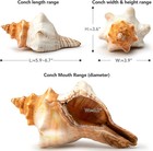 Giant Natural Conch Shell  Striped Fox Conch Seashell 6-7 Inches  Large Sea Shel