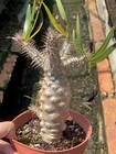Pachypodium Rosulatum Var  Gracilius Cactus Succulent Plant Beautiful Plant