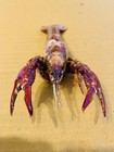 Taxidermy Crawfish Unmounted Oddity