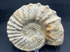 Nice Both Sides 6 25    Texas Cretaceous Fossil Ammonite  Mortoniceras Sp duck Crk