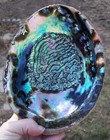 Abalone Shell Polished   Paua Rainbow Lg Sea Green Blue Beach House Zealand Smu