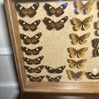 26 Real Butterfly Moth Display Taxidermy Glass Shadow Box Frame 22x13 Estate 4