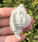 Florida Fossil Gastropod Phyllonotus Martinshugari Pleistocene Age Murex Shell