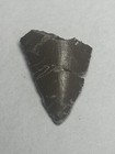 Allosaurus Tooth Colorado 