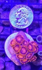 Wysiwyg Bam Bam Zoa Live Coral Frag Zoanthid Zoas