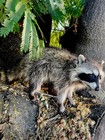 Taxidermy Mount Raccoon Related Squirrel Skunk Coyote Fox Deer 