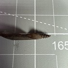 War Era Artillery Gimlet - 3 3 4   